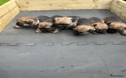 Border Terrier dogs for sale: Border Terrier Pups - KC registered - Image 3