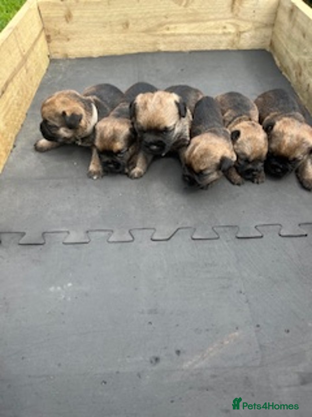 Border Terrier dogs for sale: Border Terrier Pups - KC registered - Image 3