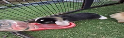 Mini Lop rabbits for sale: Mini lops in Grimsby - Advert 12