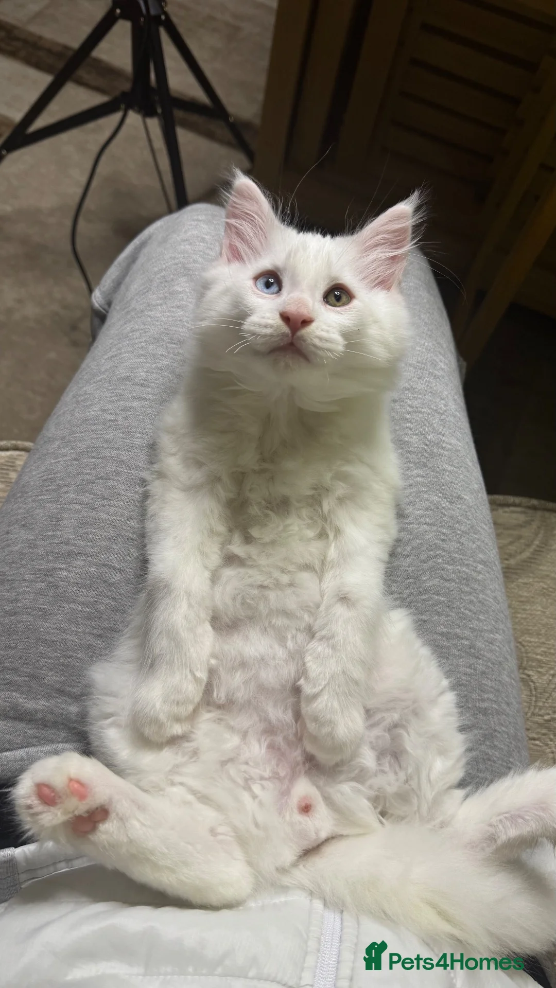 Maine Coon cats for sale: Beautiful White Maine Coon Kittens – Boy & Girl - Advert 2