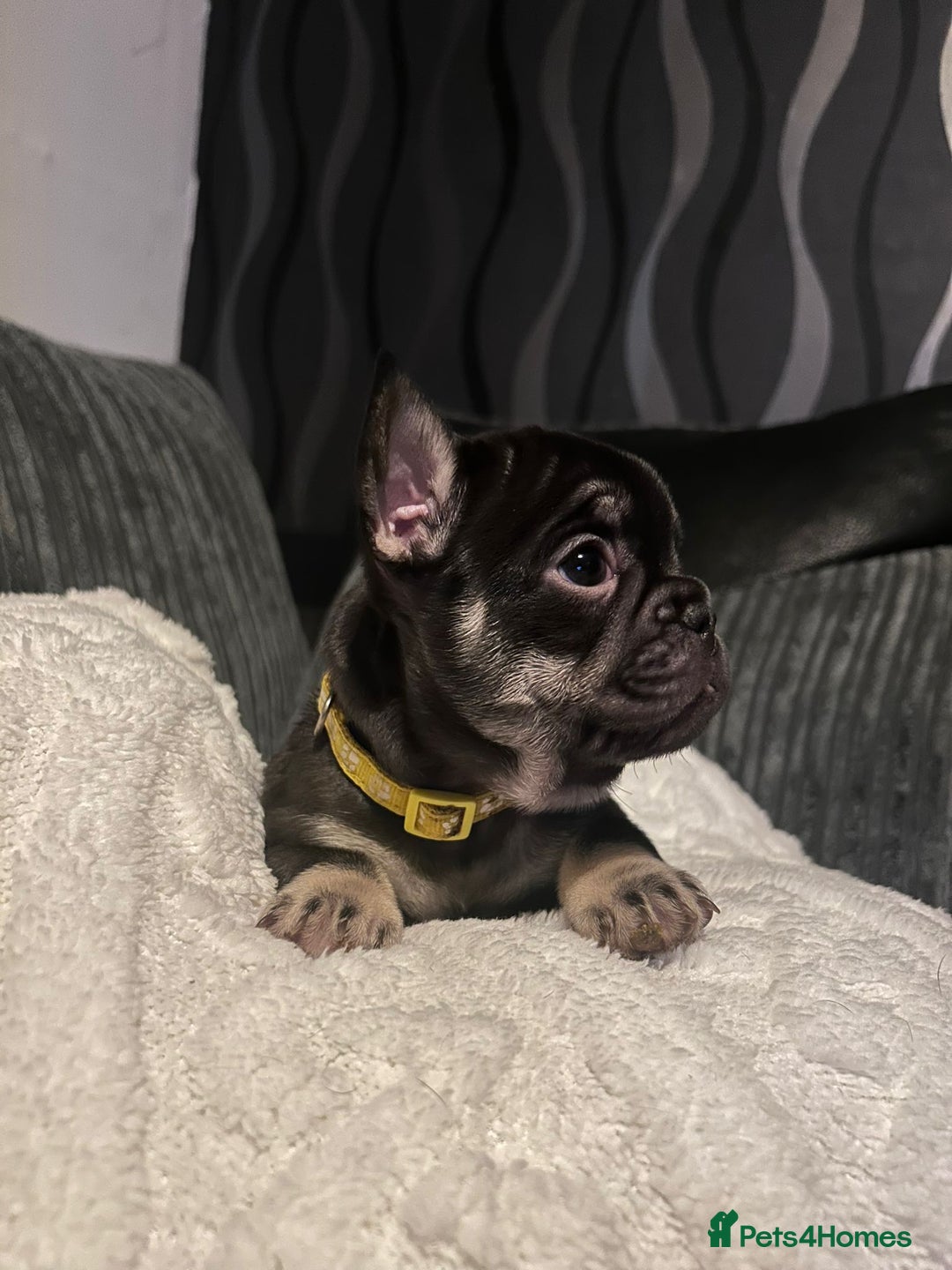 French Bulldog dogs for sale: 6 beautiful French bulldogs  - Advert 3
