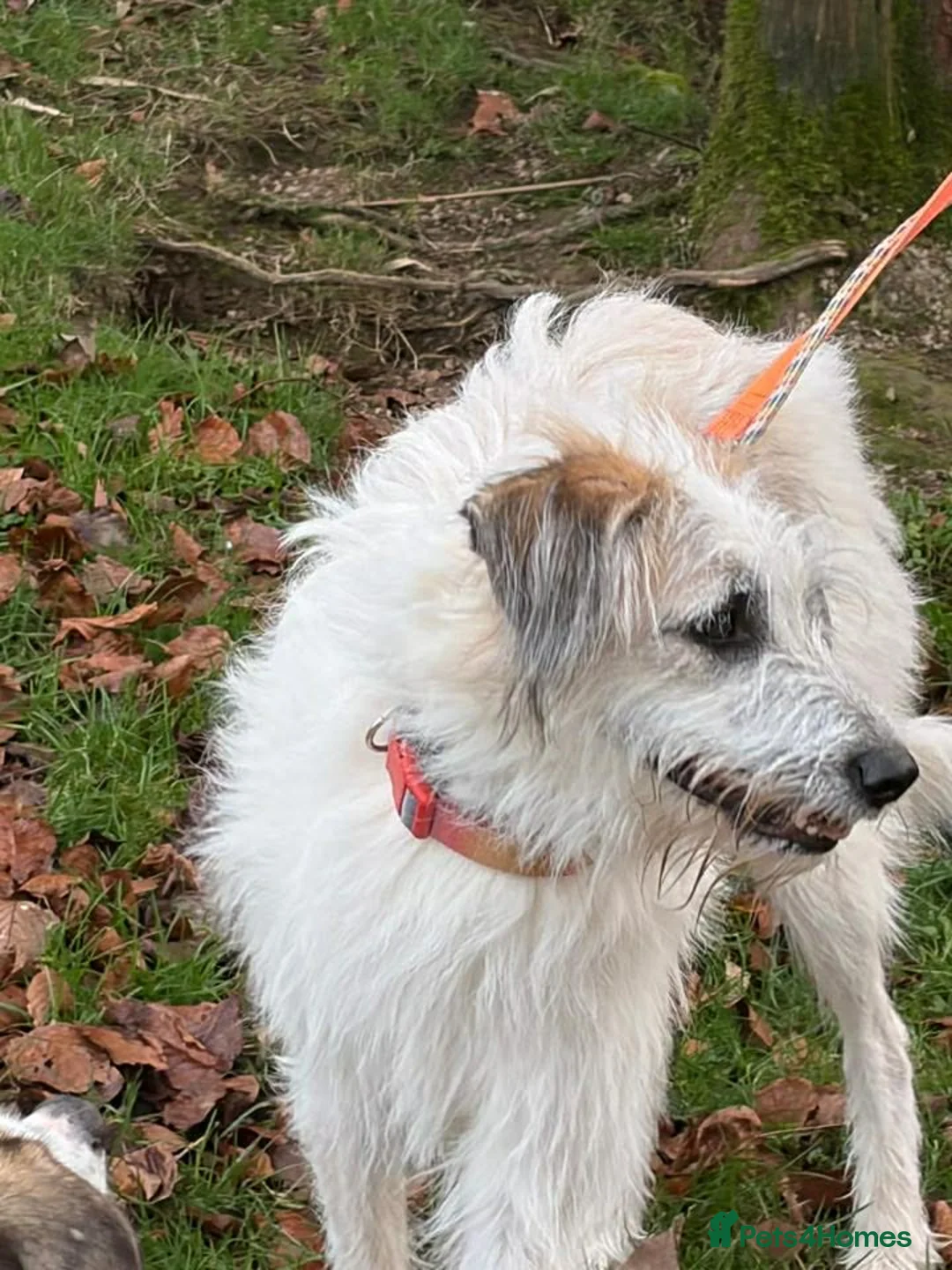 Mixed Breed dogs for adoption: KALLIE-17months, loves dogs/playful/active/rural - Advert 14