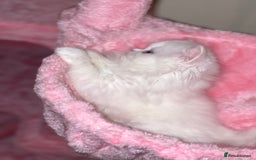 Persian cats for sale: Pure White Persian Girls BLUE EYES & full hearing - Image 3