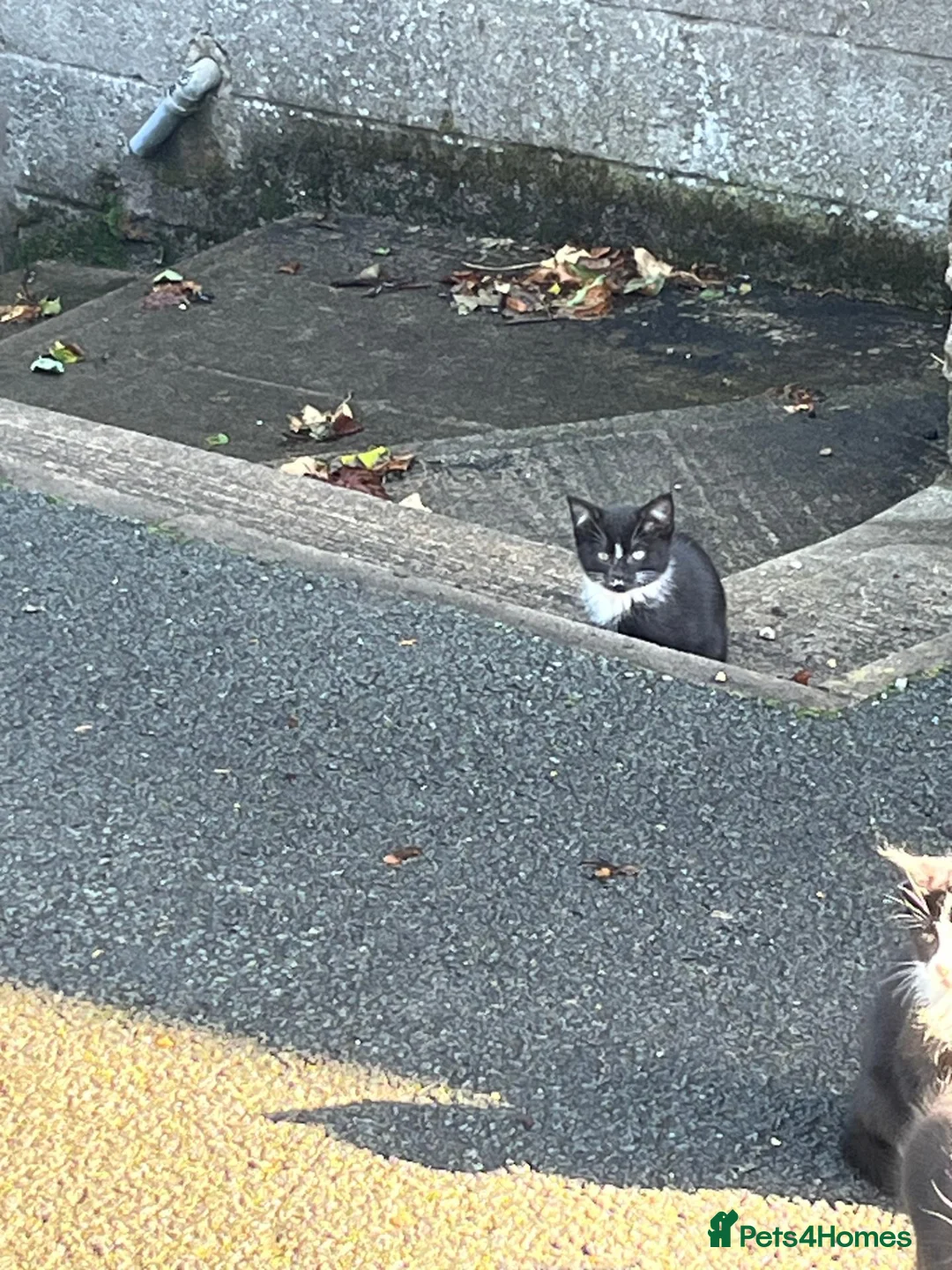 Mixed Breed cats for sale: Farm Kittens looking for their forever home. - Advert 9