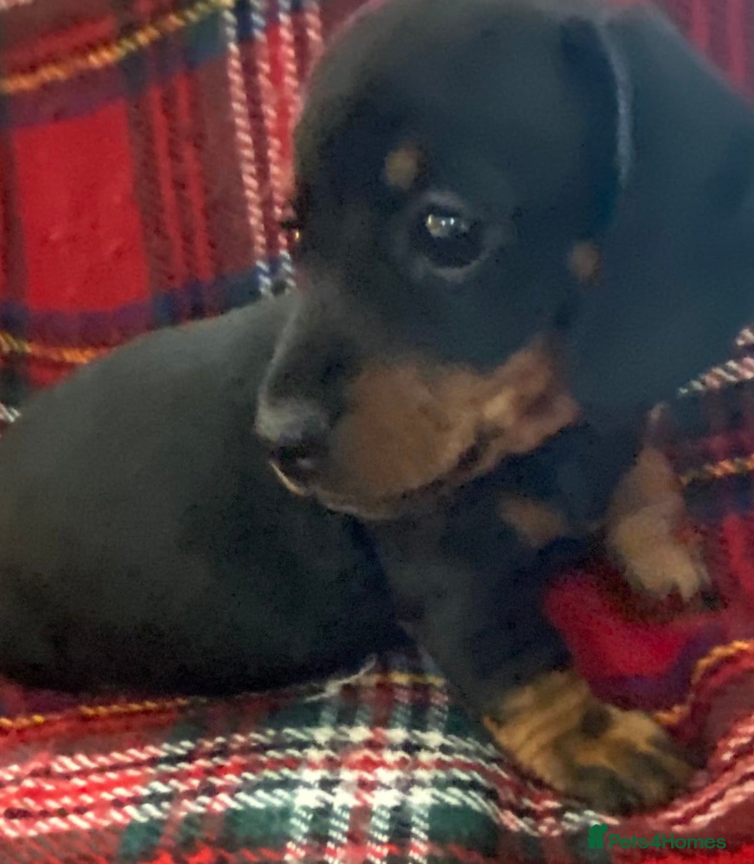 Miniature Dachshund dogs for sale: Miniature dachshund puppies (Smooth haired) - Image 5