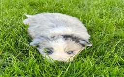 Border Collie dogs for sale: ABSOLUTELY GORGEOUS BORDER COLLIE PUPS - Image 3