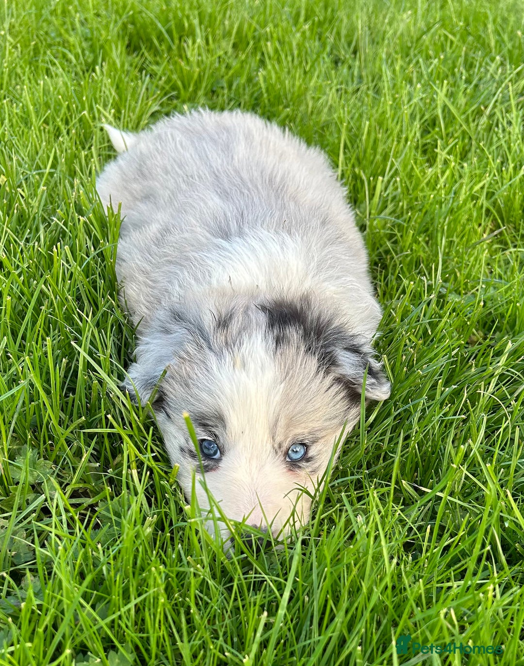 Border Collie dogs for sale: ABSOLUTELY GORGEOUS BORDER COLLIE PUPS - Image 3