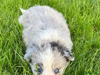 Border Collie dogs - Advert 16