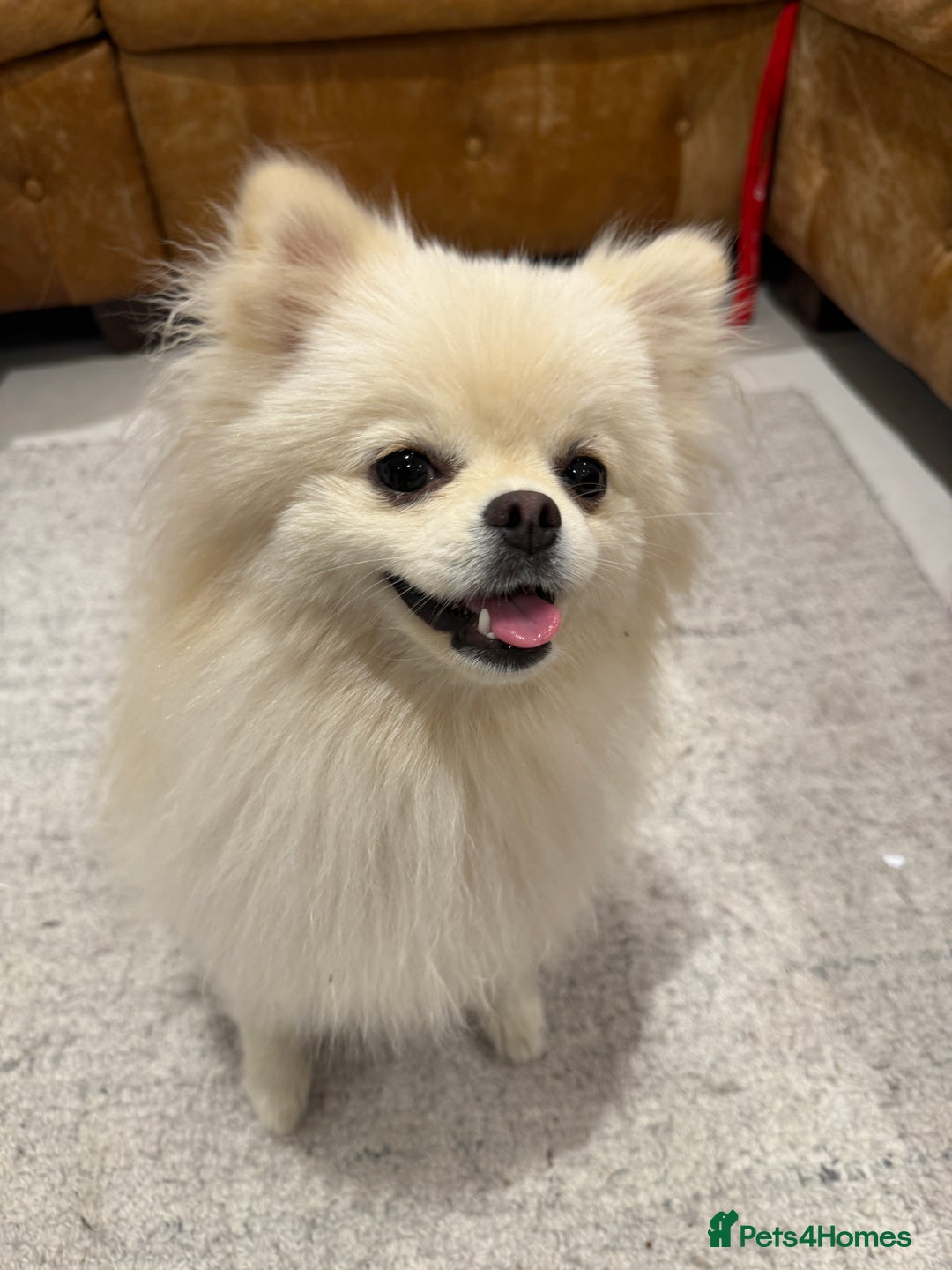 Pomeranian dogs for sale: 🐶🩷White female Pomeranian🐶🩷 - Image 2