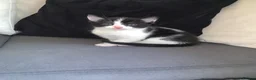 Mixed Breed cats for sale: 3 male kittens available  - Advert 4