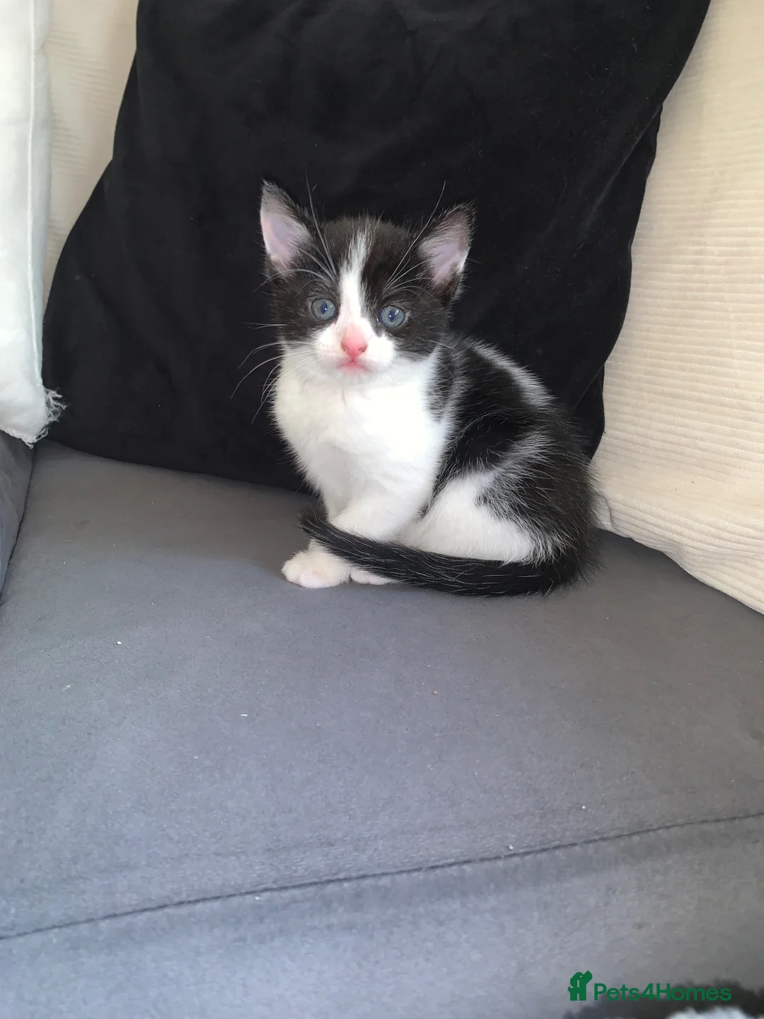 Mixed Breed cats for sale: 3 male kittens available  - Advert 4