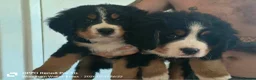 Bernese Mountain Dog dogs for sale: READY TO LEAVE NOW BEAUTIFUL CHUNKY BERNESE PUPS - Advert 1