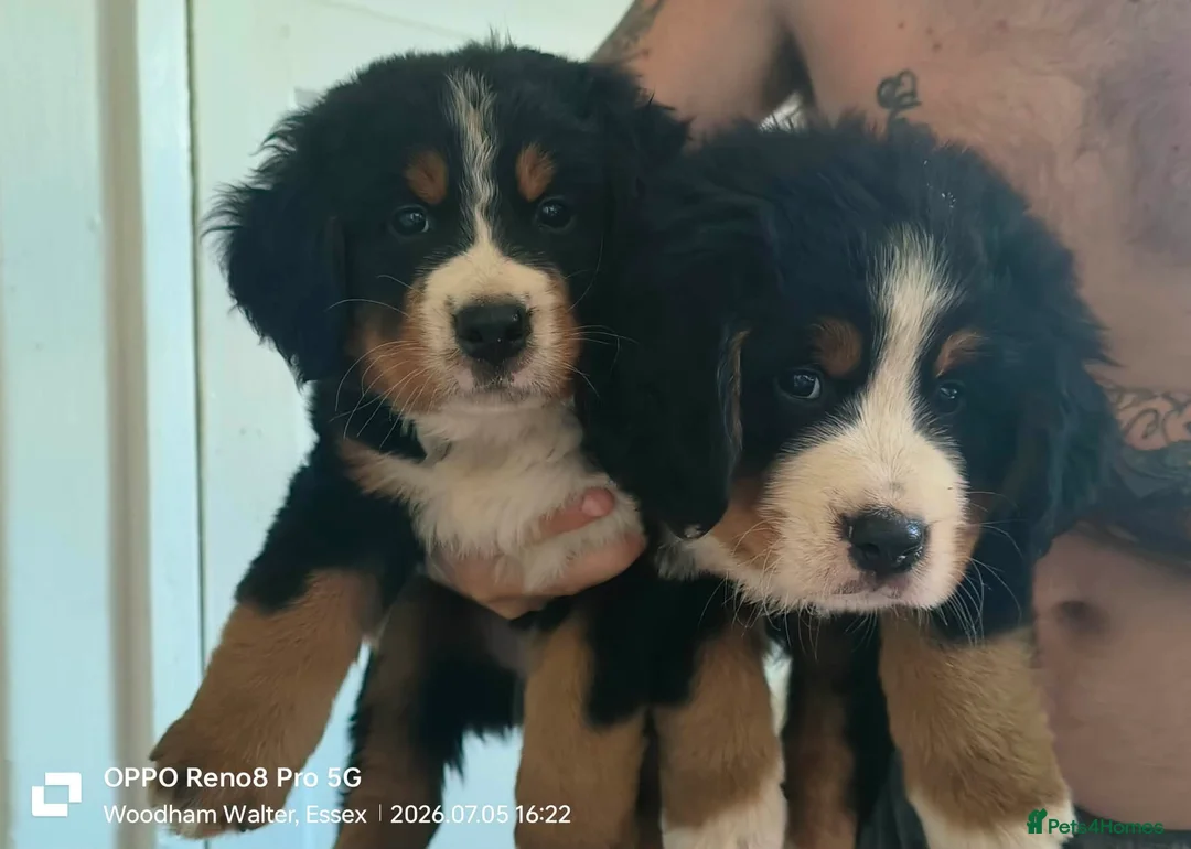 Bernese Mountain Dog dogs for sale: READY TO LEAVE NOW BEAUTIFUL CHUNKY BERNESE PUPS - Advert 1