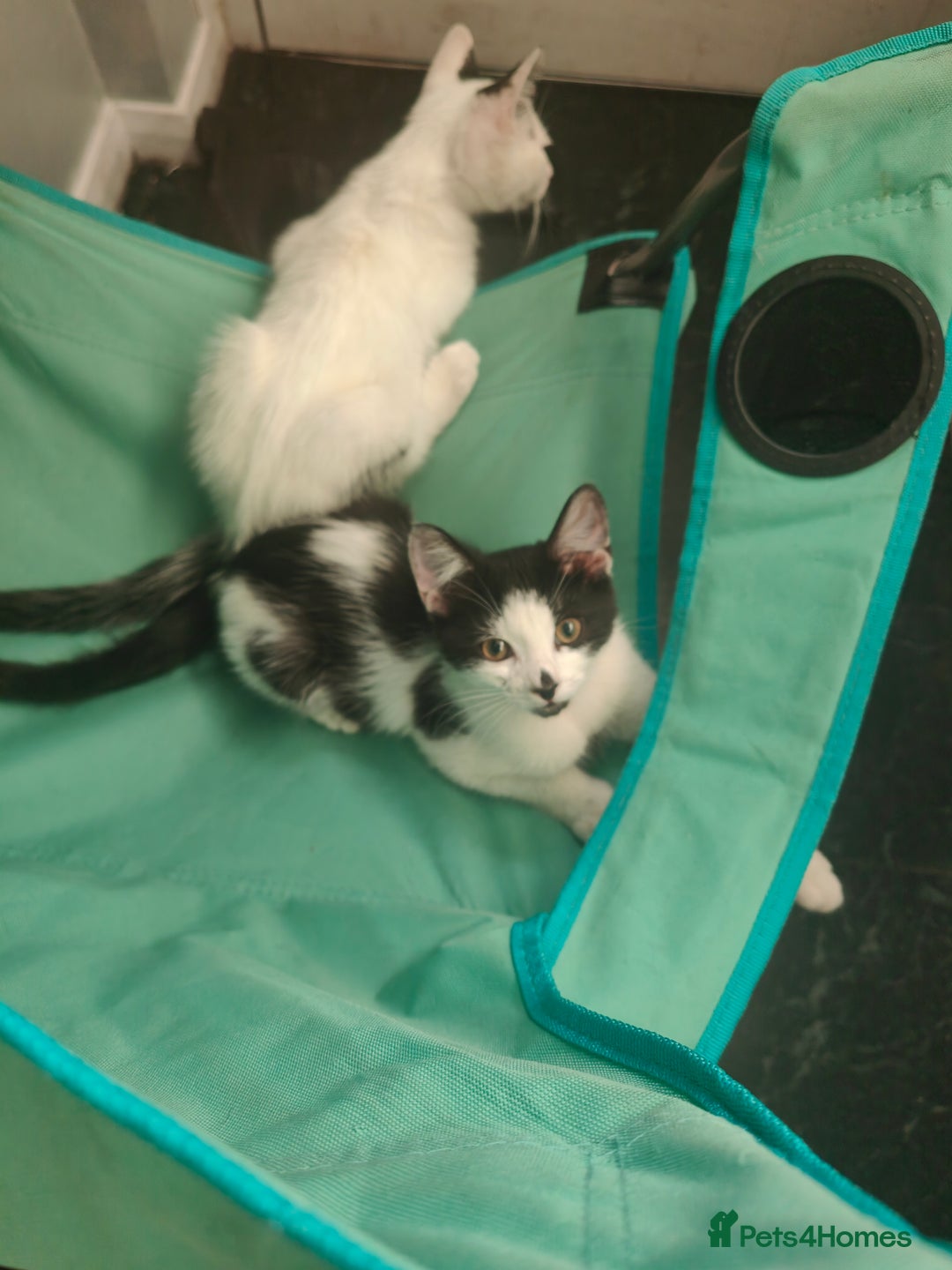 Mixed Breed cats for sale: 1 kitten for sale due to time wasters  - Image 10