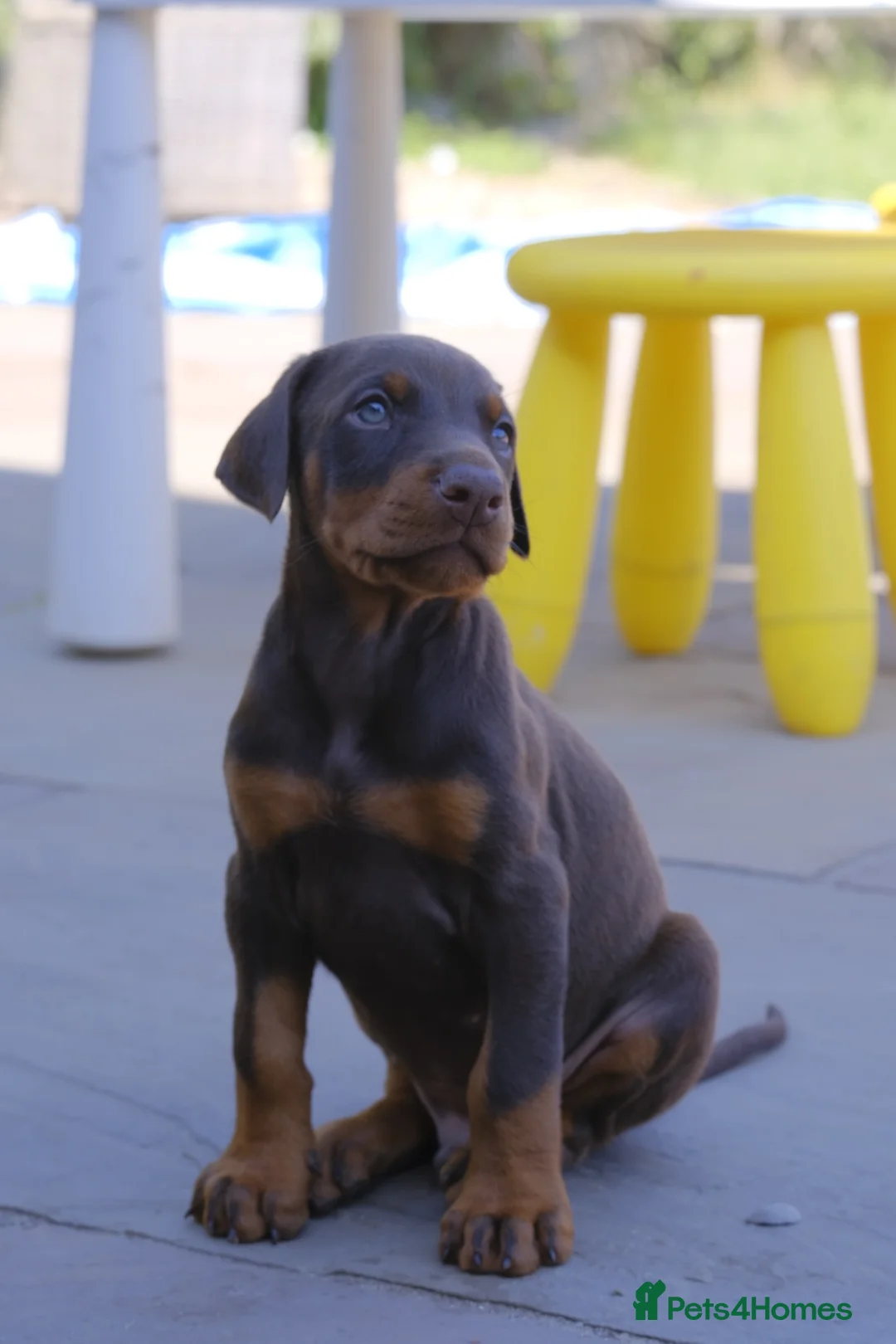 Dobermann dogs for sale: Outstanding KC Reg Aritaur Dobermann Pups  - Advert 2