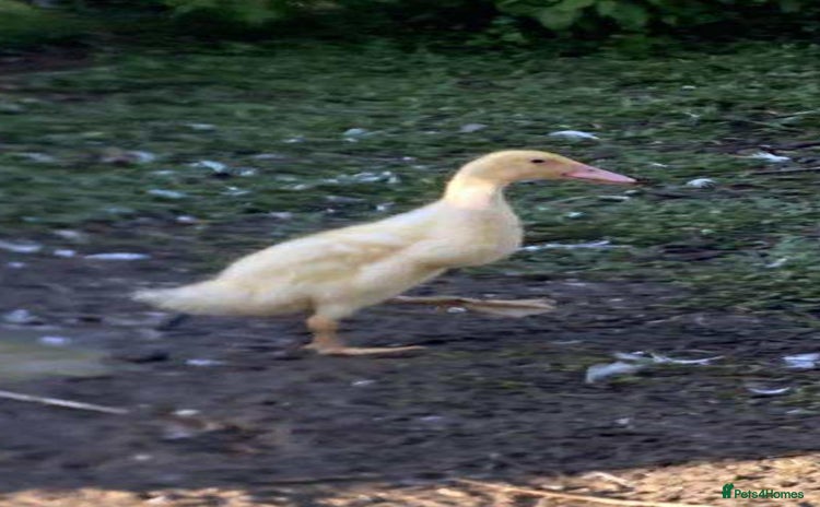 Ducks poultry - Advert 1