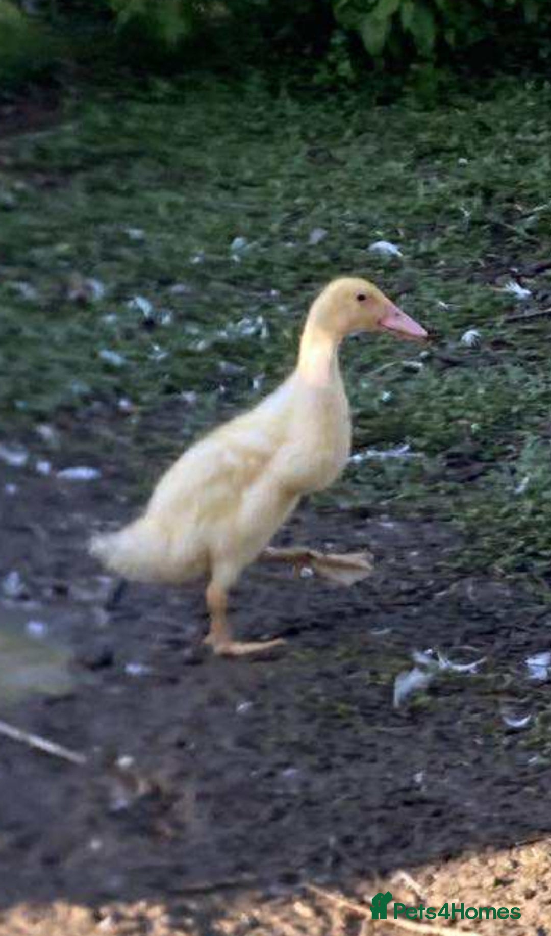 Ducks poultry for sale: Runner Ducks 3 mths and 6 weeks - Image 1