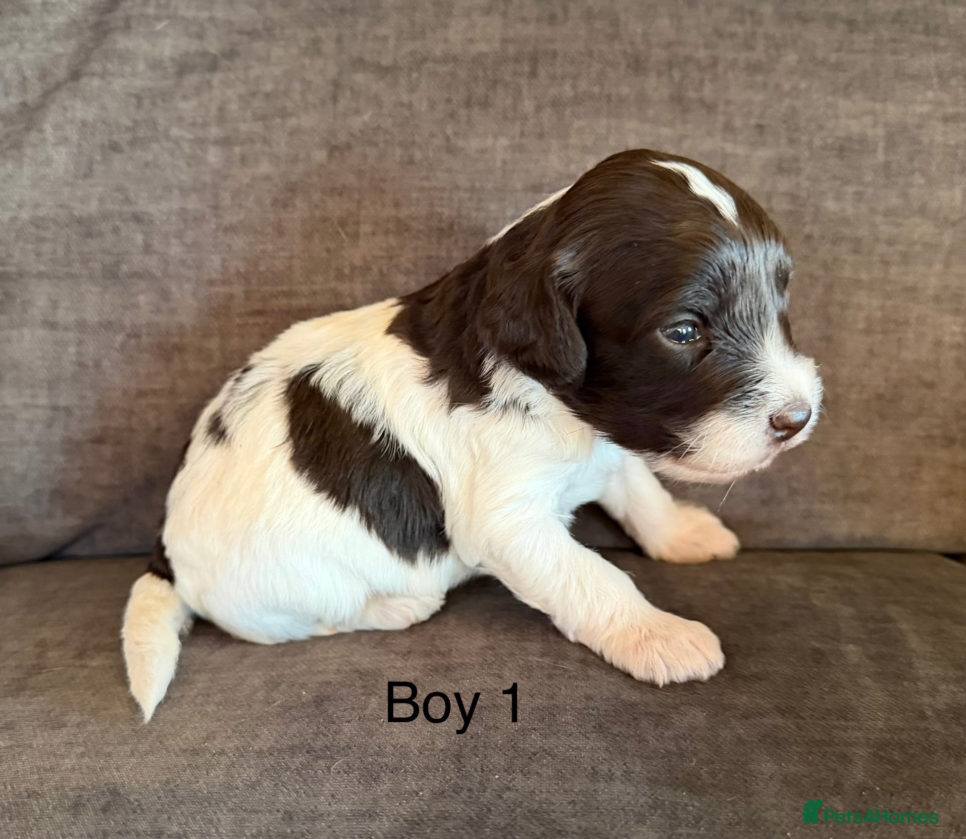 Cockapoo dogs Cockapoo F1 puppies - Advert 4