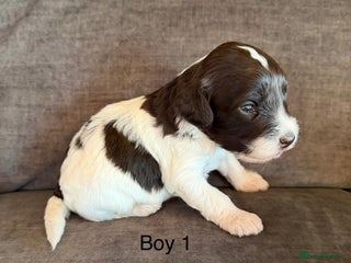 Cockapoo dogs Cockapoo F1 puppies - Advert 4