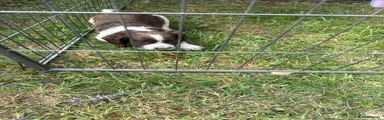 English Springer Spaniel 3