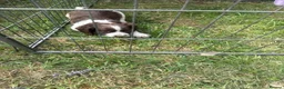 English Springer Spaniel dogs for sale: Last little Girl looking for loving home - Advert 19