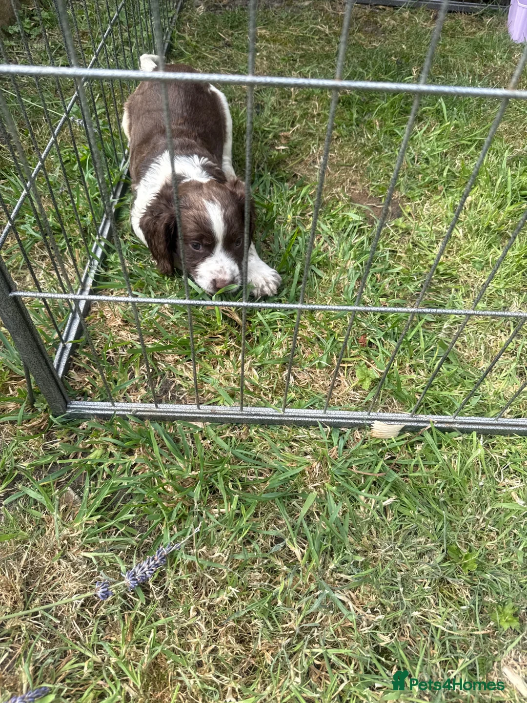 English Springer Spaniel dogs for sale: Last little Girl looking for loving home - Advert 19