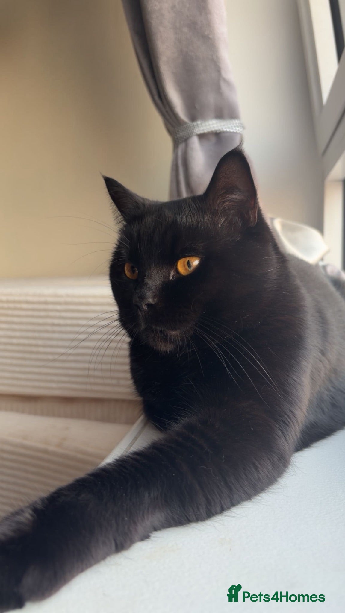British Shorthair cats BSH Bear - Advert 1