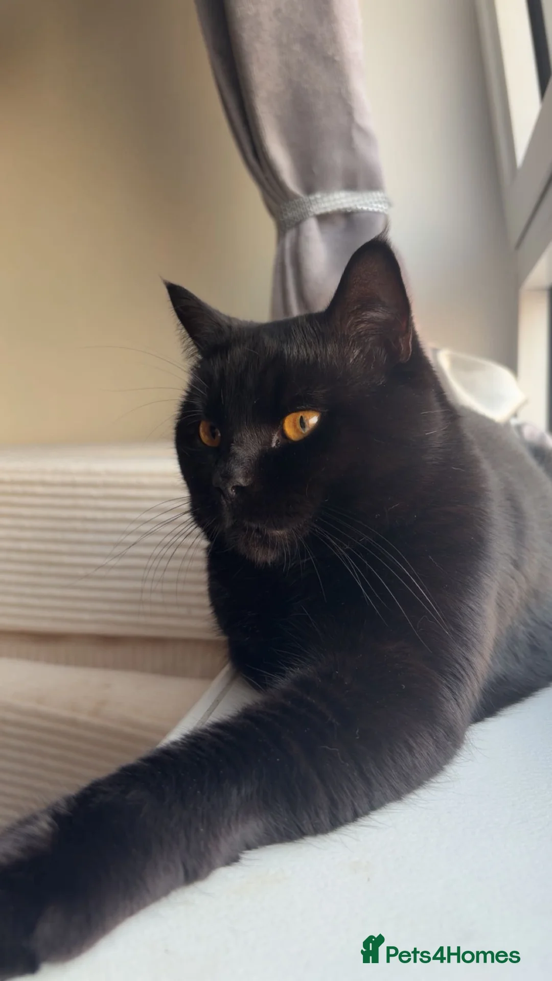 British Shorthair cats for stud: BSH Bear in Grays - Advert 1