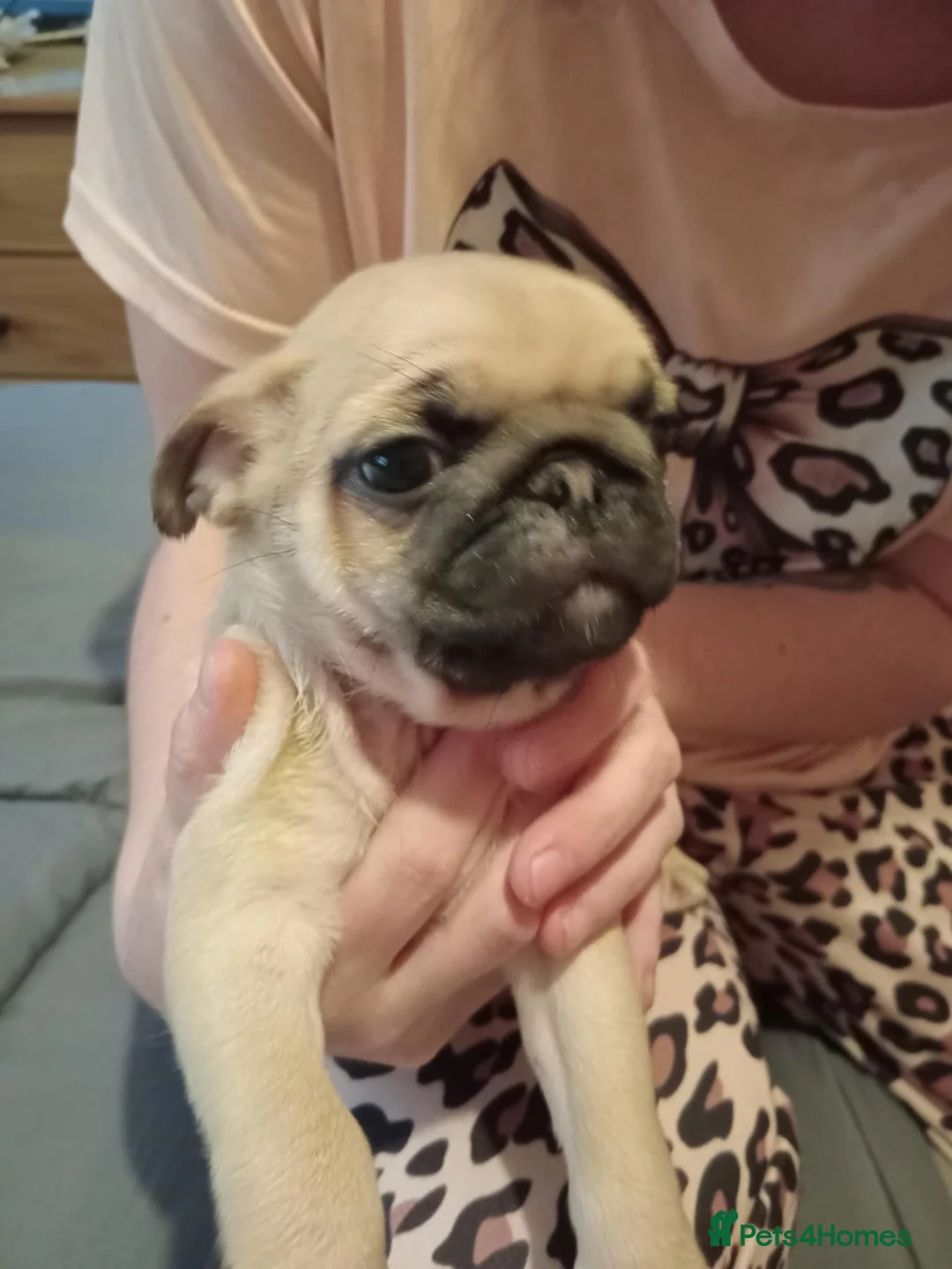 Pug dogs for sale: I have a lovely litter off pug pups for sale  - Advert 13