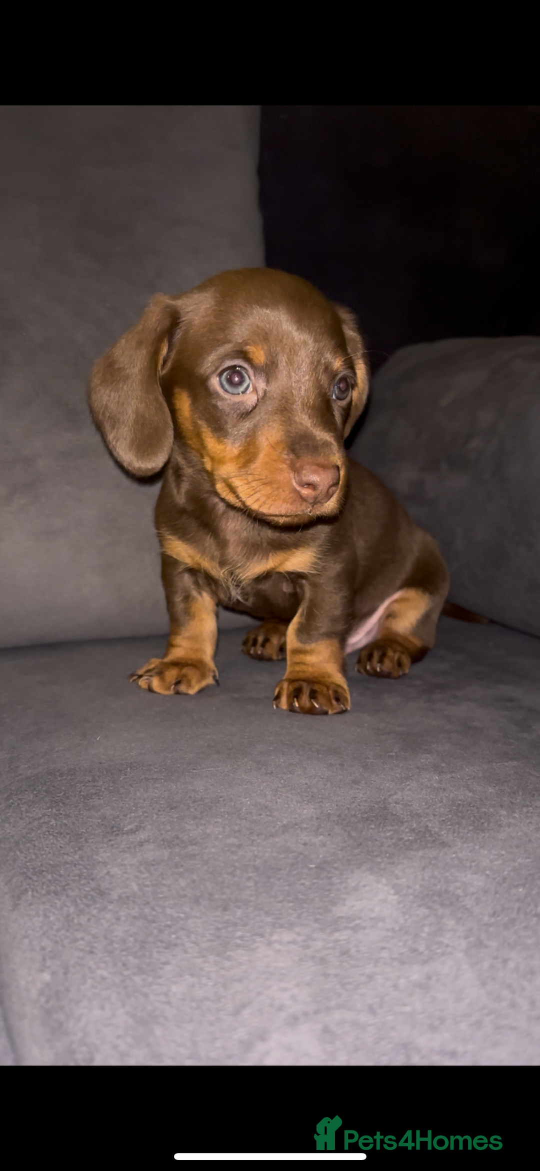 Dachshund dogs for sale: 🎅beautiful dachshund puppies🎅 - Advert 17