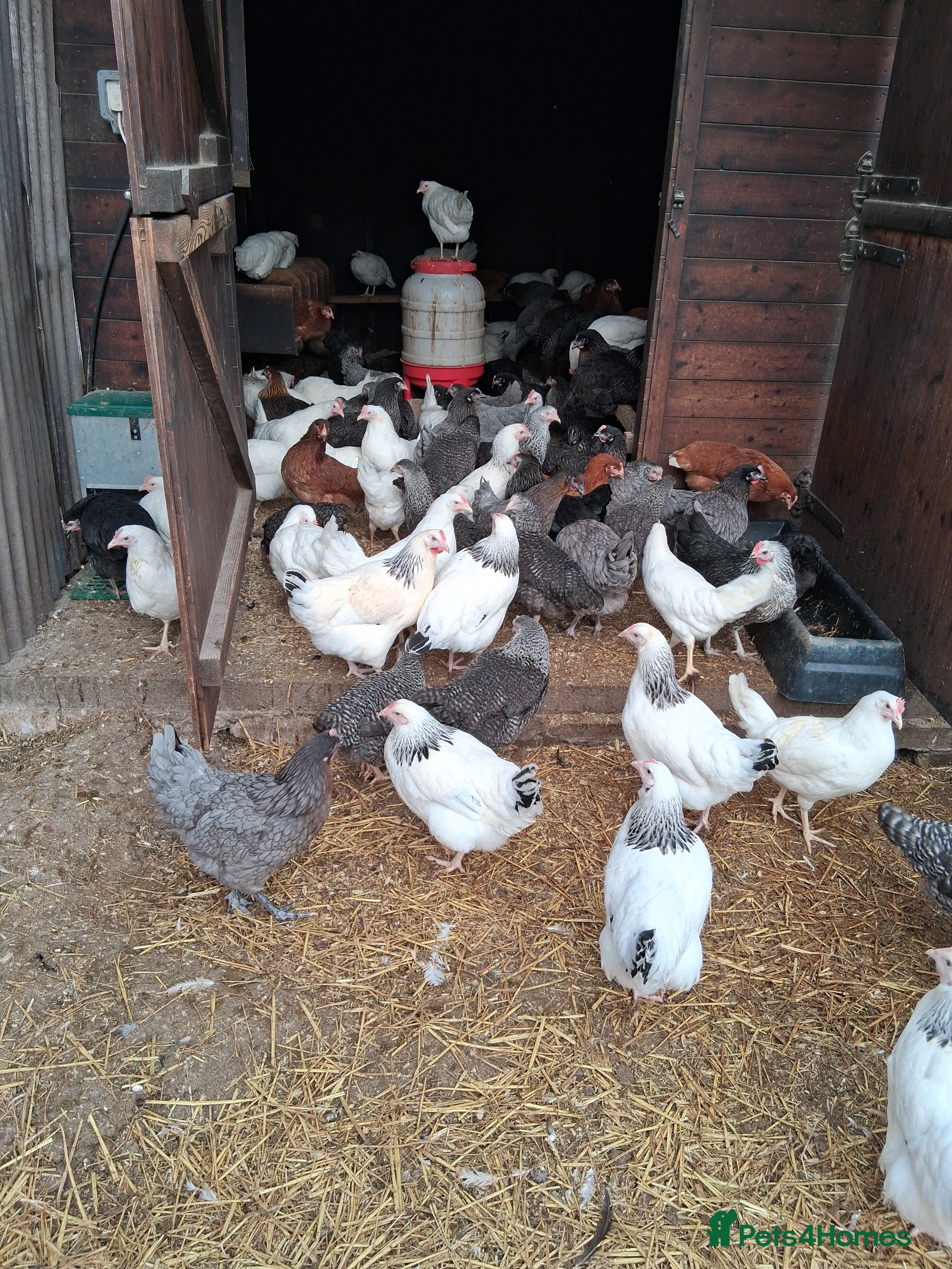 Chickens poultry Coloured hybrid pullets  - Advert 2