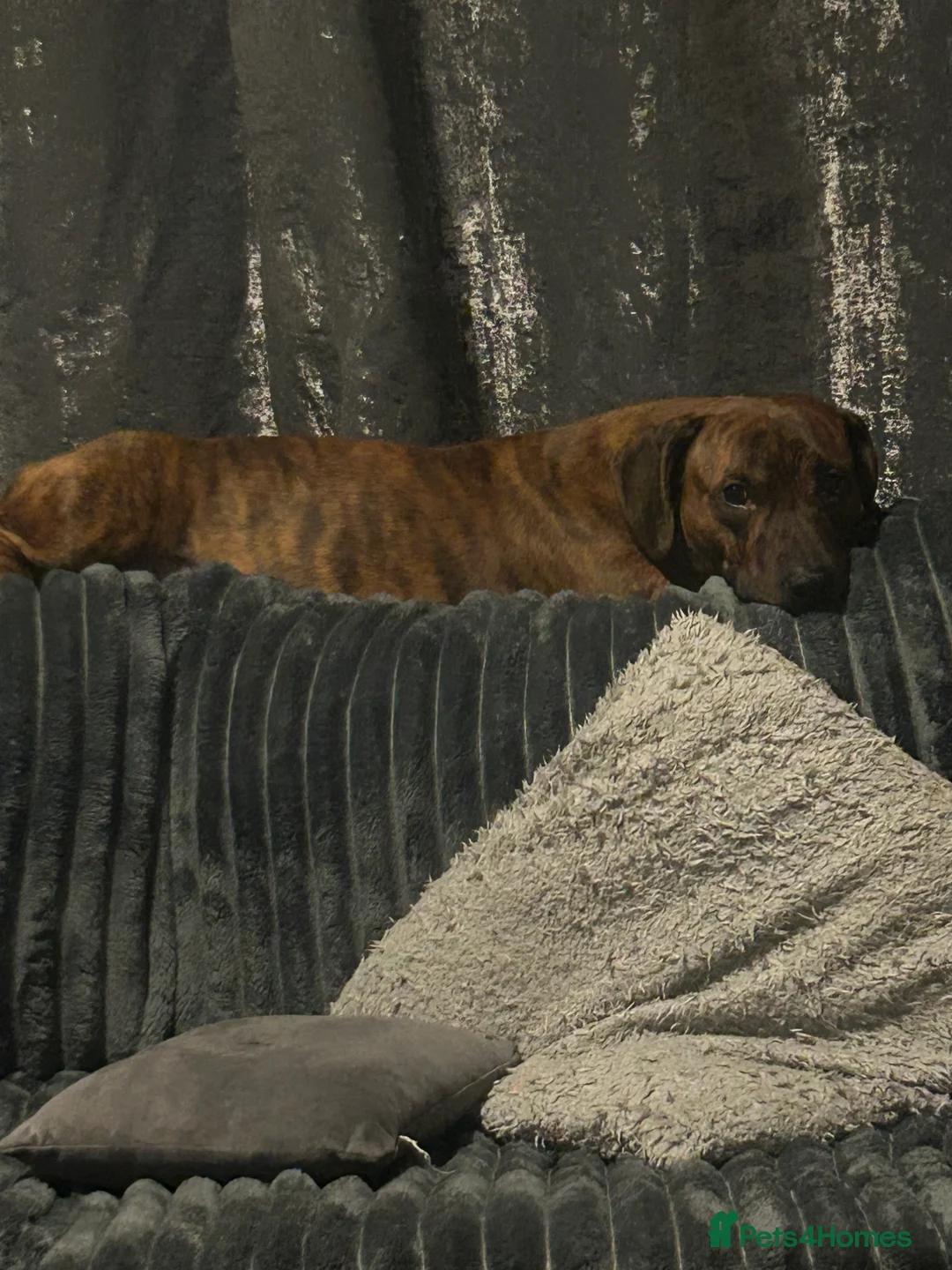 Mixed Breed dogs for sale: Milo 3yrs old staffy dash hound cross to rehome  - Advert 4