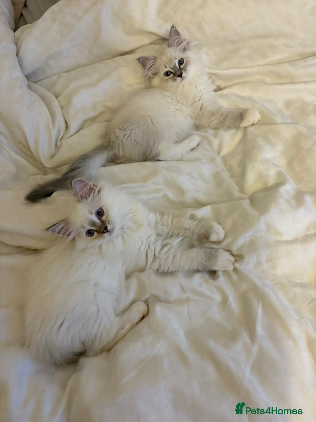 Ragdoll cats for sale: Ragdoll Kitten TICA chocolate tabby cherubim - Advert 6