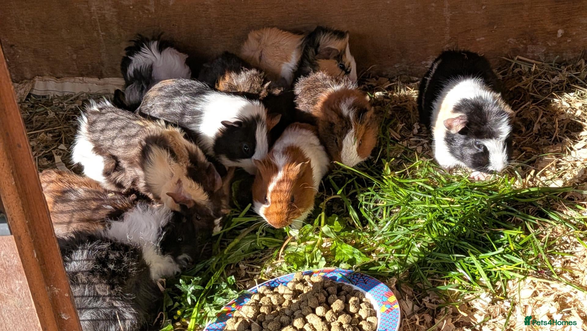 Guinea Pig rodents Beautiful baby guinea pigs - males - Advert 8