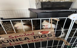 Guinea Pig rodents for sale: Guinea pigs male for rehome + cage for sale - Image 4