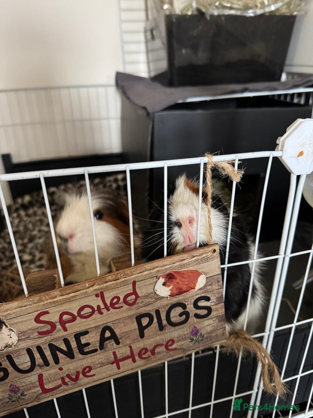 Guinea Pig rodents for sale: Guinea pigs male for rehome + cage for sale - Image 4
