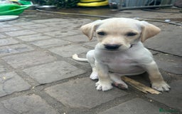 Mixed Breed dogs for sale: 3/4 Labrador 1/4 German wire hair pointer  - Image 9