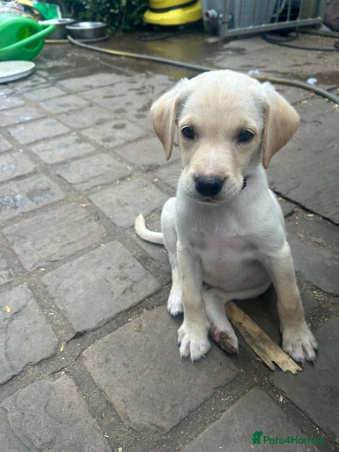 Mixed Breed dogs for sale: 3/4 Labrador 1/4 German wire hair pointer  - Image 9