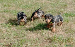 Miniature Dachshund dogs for sale: Stunning silver dapple miniature dachshunds  - Image 3