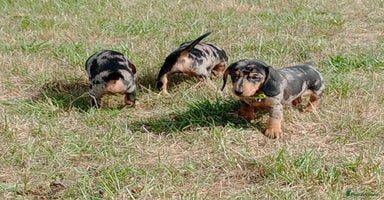Miniature Dachshund dogs - Advert 3