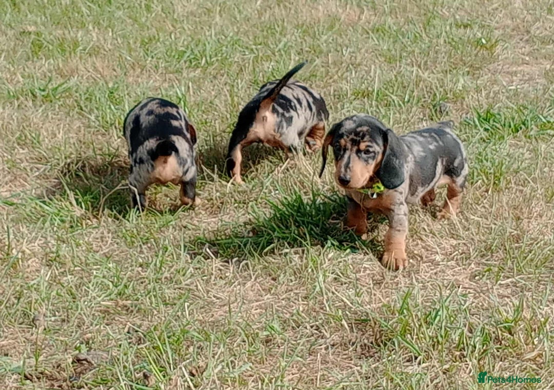 Miniature Dachshund dogs for sale: Stunning silver dapple miniature dachshunds  - Image 3