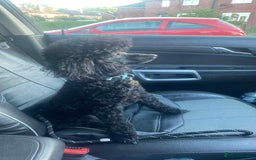 Cockapoo dogs for sale: F1b cockapoo ready to leave now last girl left - Image 23