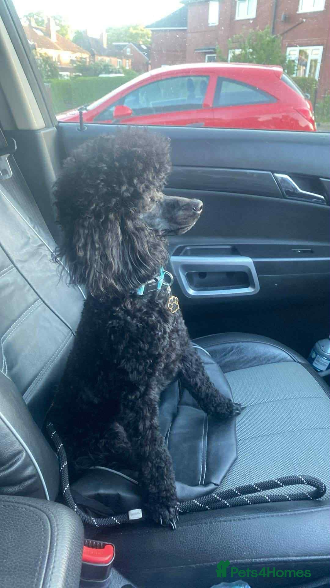 Cockapoo dogs for sale: F1b cockapoo ready to leave now last girl left - Image 23