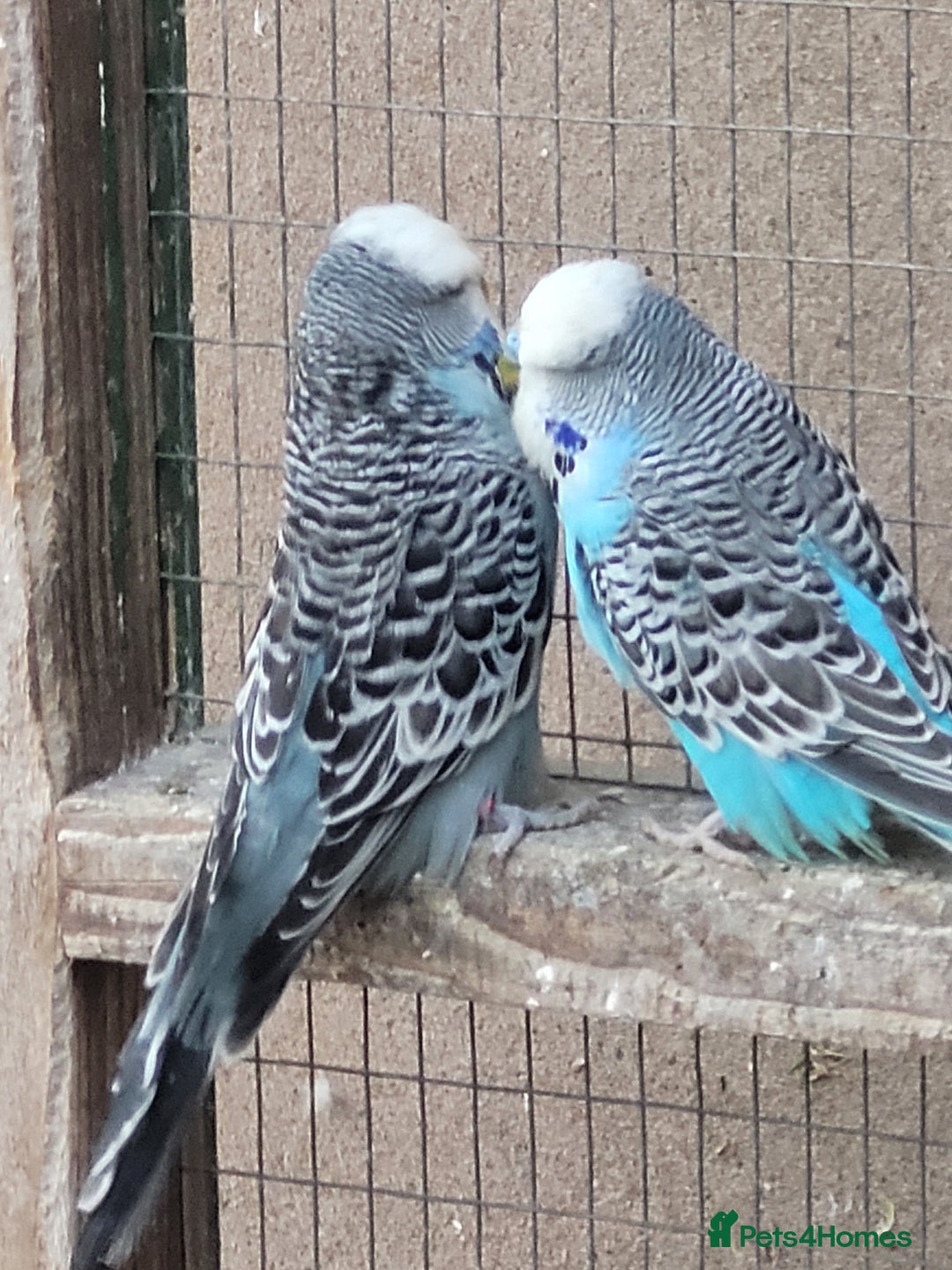 Budgerigars birds for sale: Budgies. Various colours. - Advert 10