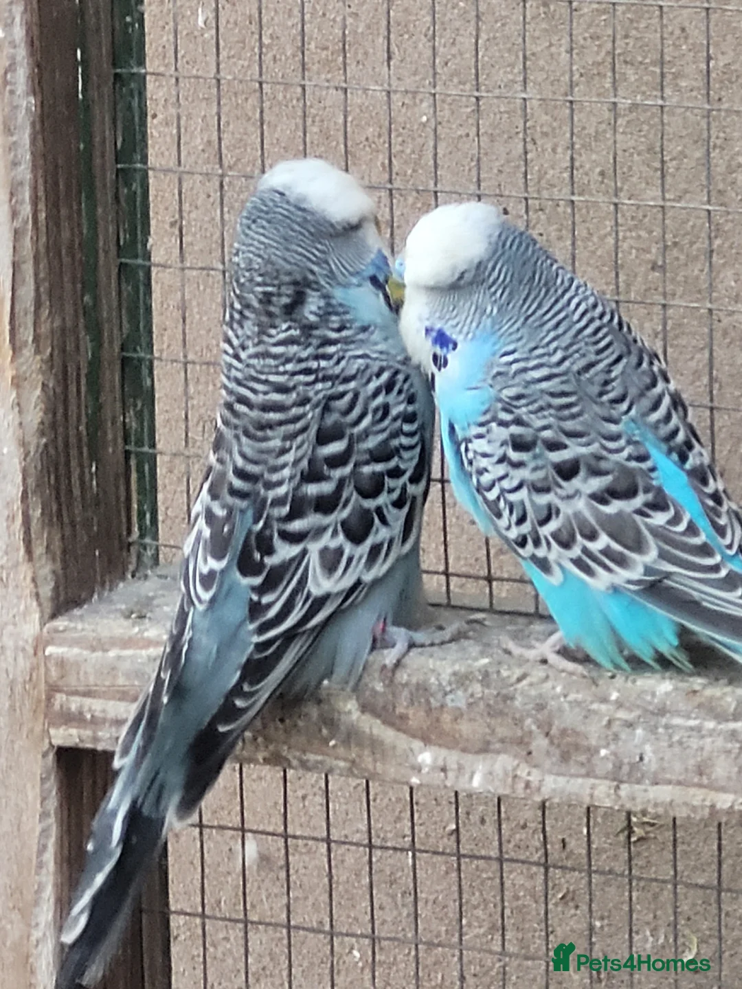 Budgerigars birds for sale: Budgies. Various colours. - Advert 10