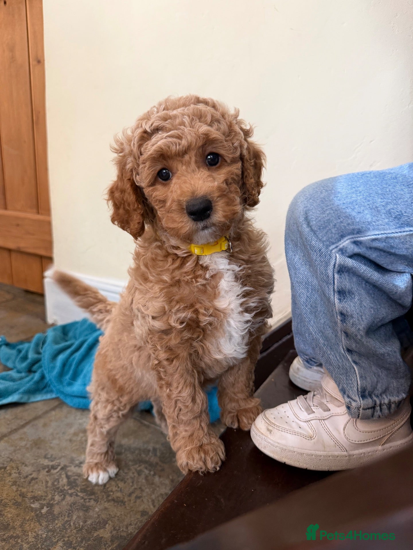 Mini Goldendoodle dogs Mini Goldendoodle puppies 🐶🫶🏻 - Advert 1
