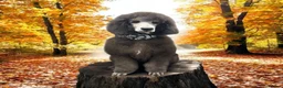 Standard Poodle dogs for stud: 💙 Stunning Silver Standard Poodle Stud 💙 in Rugby - Advert 15