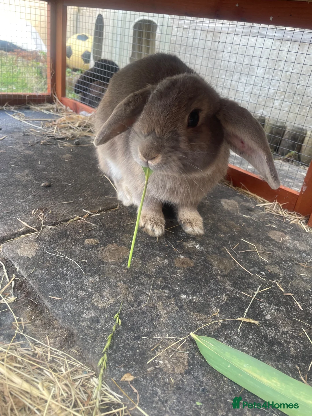 Mini Lop rabbits for sale: Grey beautiful Male Rabbit MiniLop in Leamington Spa - Advert 2