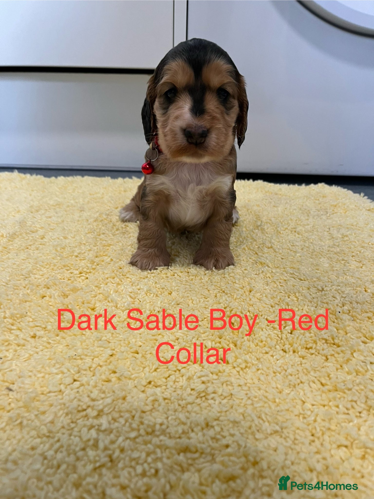 Cocker Spaniel dogs Beautiful Show Type Cocker Spaniel Puppies - Advert 2