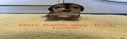 Cocker Spaniel dogs for sale: Beautiful Show Type Cocker Spaniel Puppies - Advert 2